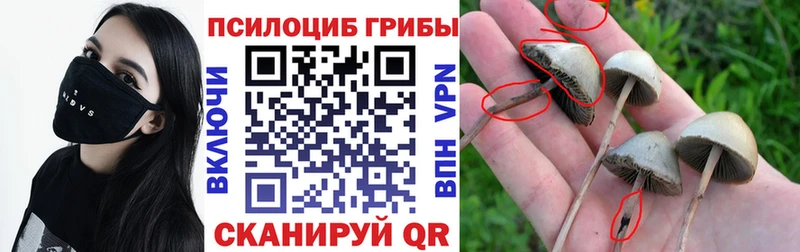 Купить  Белокуриха  Галлюциногенные грибы Cubensis 
