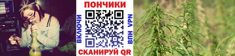 Купить  Белокуриха  Каннабис индика 